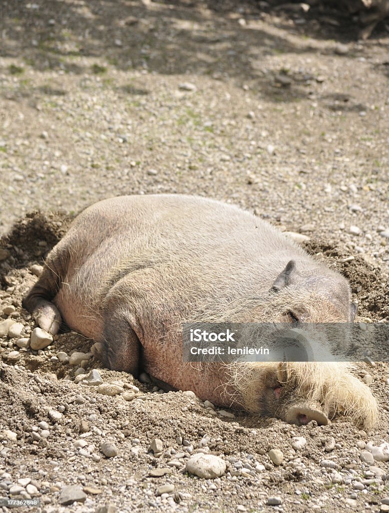 Tropical Maiale barbuto - Foto stock royalty-free di Animale