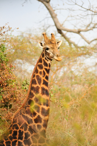 A waist up of a giraffe in a safari park of the Senegal