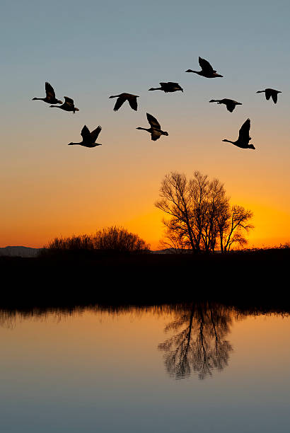 istock Canadian Geese at Sunset 177363061