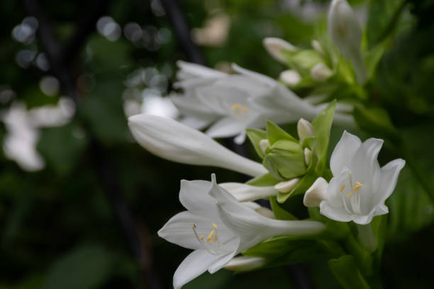 istock Beautiful white flowers in the summer garden 1773630653
