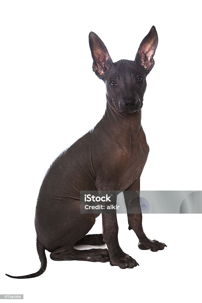 Mexican xoloitzcuintle puppy posing Three month old Mexican xoloitzcuintle puppy over white background. Dog Stock Photo