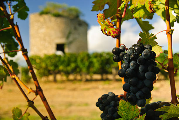 raisins dans un vignoble et tour médiévale, le médoc, bordeaux, france - bottle bordeaux green wine photos et images de collection