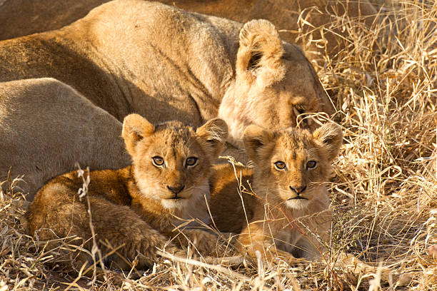 istock Two Lion cubs, South Africa 177363515