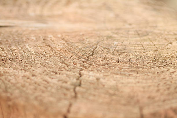 Wood Grain stock photo