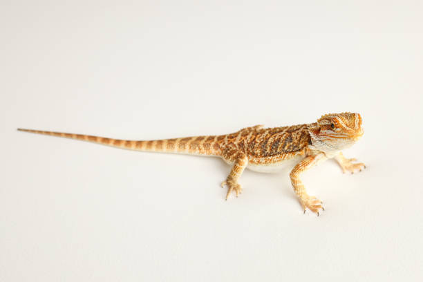 istock Bearded dragon, pogona vitticeps, isolated on white background, Tiger Pattern Morphs. Professional studio macro photography on isolated white background 1773637531