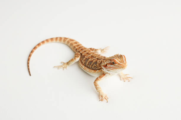 istock Bearded dragon, pogona vitticeps, isolated on white background, Tiger Pattern Morphs. Professional studio macro photography on isolated white background 1773637541
