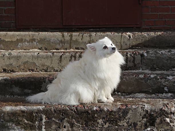 Attentive dog stock photo