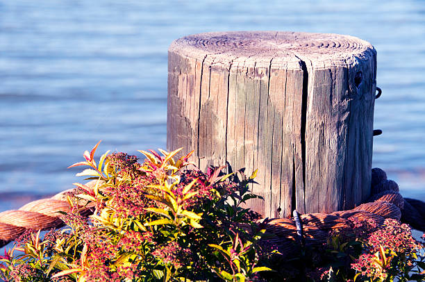 istock Wooden piling, rope, & colorful plants 177363929
