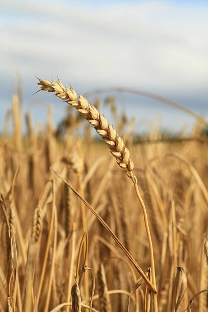 Wheat Ear stock photo