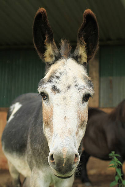 Donkey stock photo