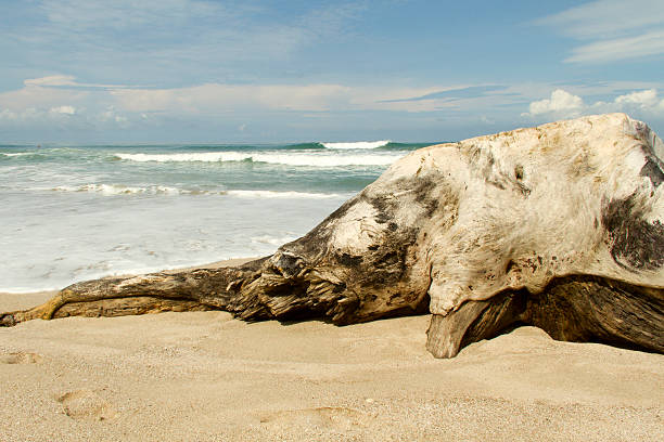 istock Driftwood stump on the beach 177364144
