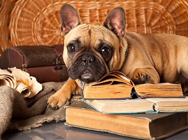 istock french bulldog and book 177364154