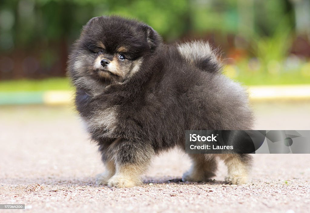 Lanuginoso Volpino di Pomerania cucciolo - Foto stock royalty-free di Ambientazione esterna