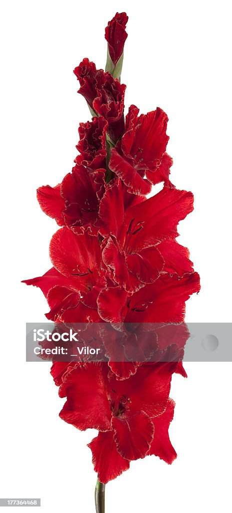 gladiolus "Studio Shot of Red Colored Gladiolus Isolated on White Background. Large Depth of Field (DOF). Macro. Symbol of Reminisce, Love and Precision." Close-up Stock Photo