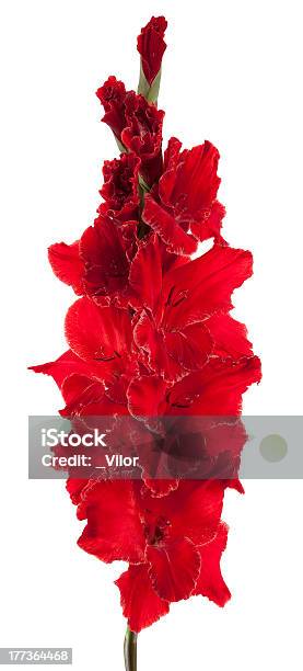 Gladiolus Stock Photo - Download Image Now - Close-up, Cut Out, Extreme Close-Up