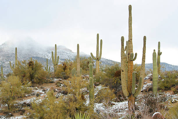 istock Snow in the Sonoran Desert 177364895