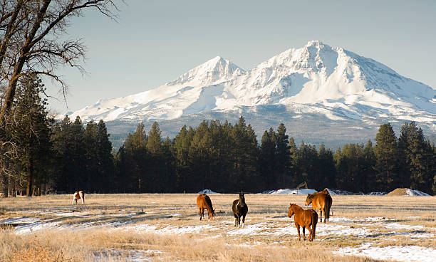 Three Sisters Ranch Pferde Nutztier Cascade Mountains, Oregon, USA – Foto