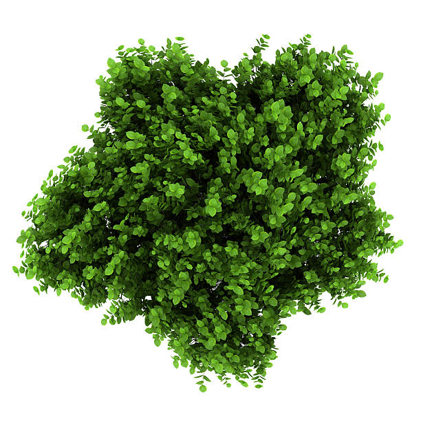 istock top view of bigleaf hydrangea bush isolated on white background 177365003