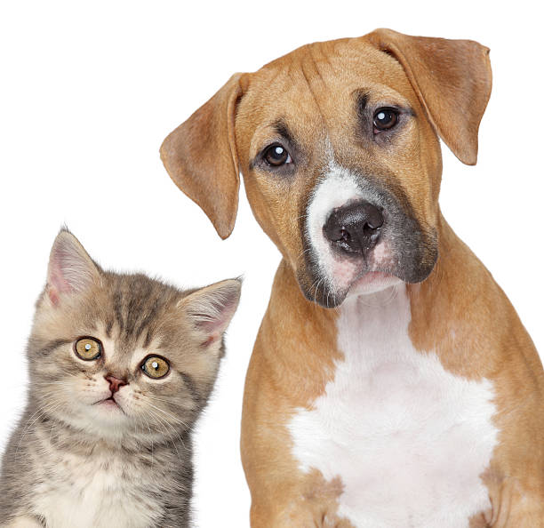 istock Kitten and puppy. Close up portrait 177365057