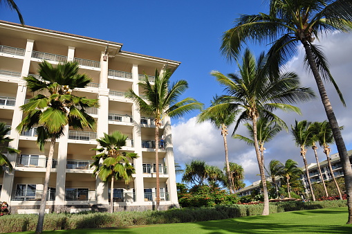 Palm trees on Maui along the Kaanapali beach front walking path. Luxury condos on the left.