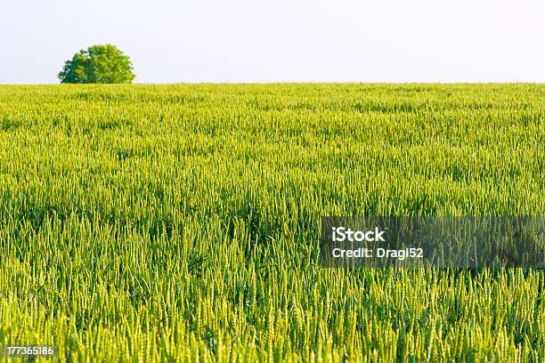 Das Feld Mit Grünen Weizen Stockfoto und mehr Bilder von Agrarbetrieb - Agrarbetrieb, Brotsorte, Ernten