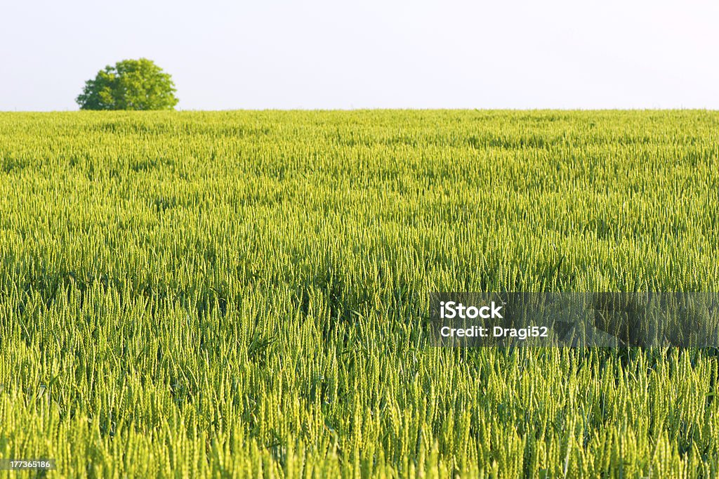 Le champ de blé vert - Photo de Agriculture libre de droits