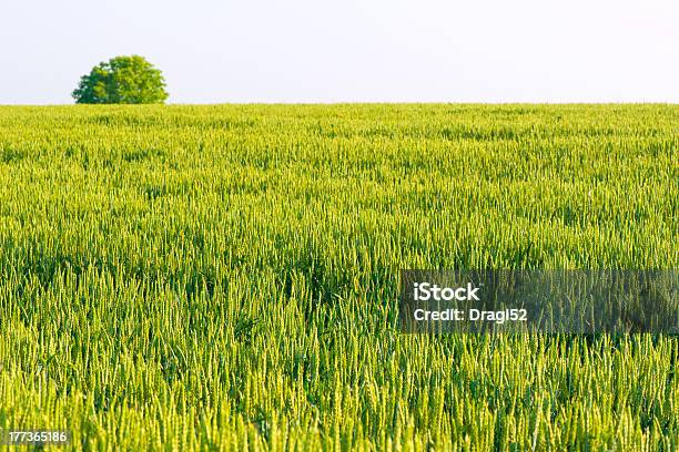 Dziedzinie Zielonej Pszenicy - zdjęcia stockowe i więcej obrazów Dojrzały - Dojrzały, Fotografika, Gospodarstwo