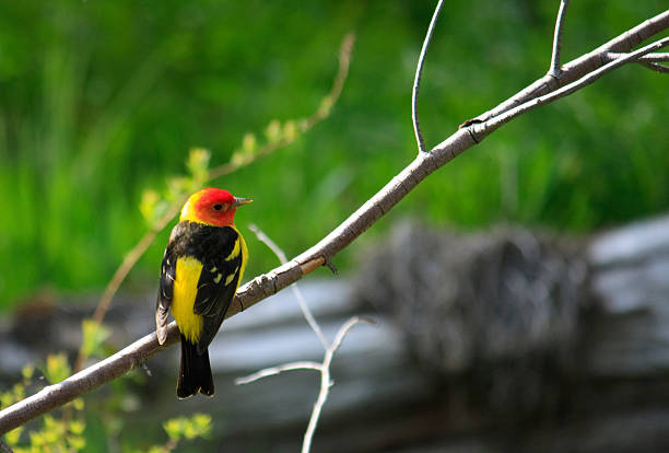 Western Tanager perched "Western tanager on the Deschutes River, Newberry National Volcanic Monument, OR" piranga ludoviciana stock pictures, royalty-free photos & images
