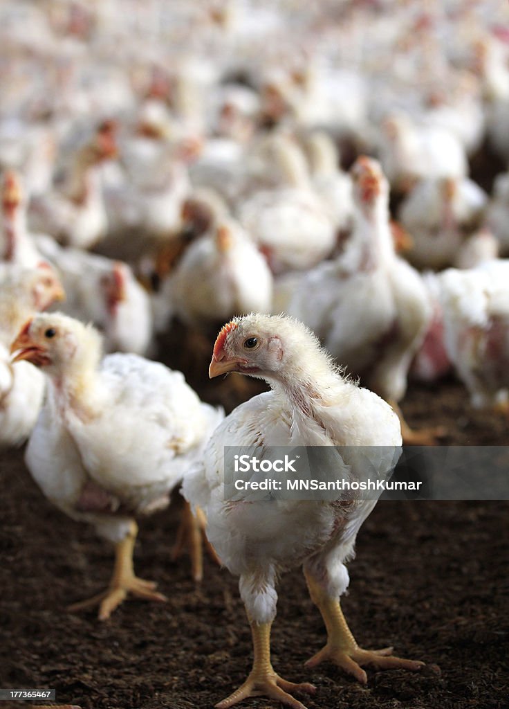 Joven gallina blanco con un grupo de otros pollo - Foto de stock de Agricultura libre de derechos
