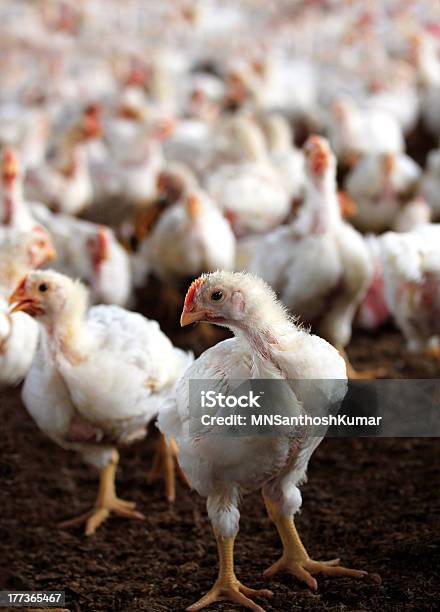 Joven Gallina Blanco Con Un Grupo De Otros Pollo Foto de stock y más banco de imágenes de Agricultura - Agricultura, Ala de animal, Amarillo - Color