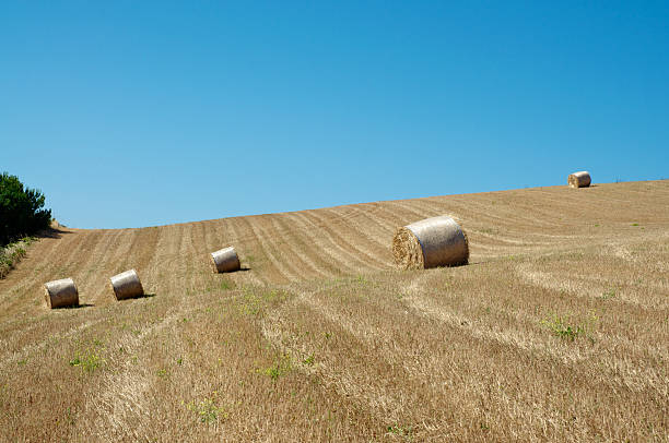 rolling di grano - nebraska midwest usa farm prairie foto e immagini stock