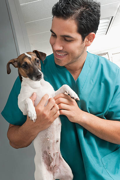 istock Veterinary taking care of pet 177365666