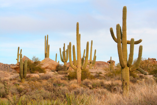 Cactus in the desert of Baja California Sur, near Todos Santos. MEXICO.