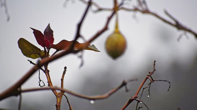 water drop falling from leaves and fruits on a winter rainy day