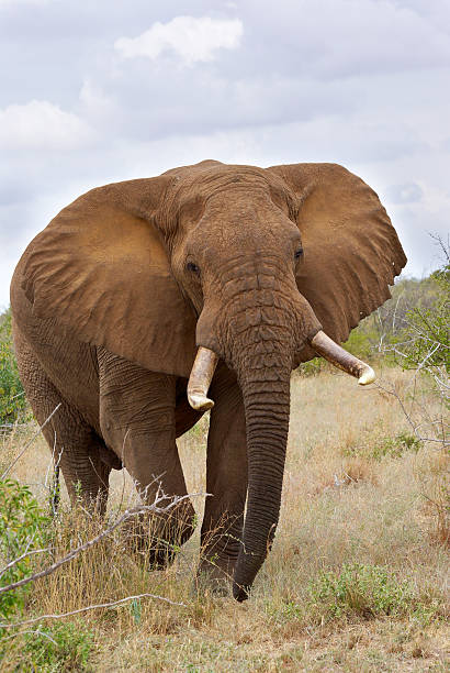 istock Close up of African Elephant 177366282