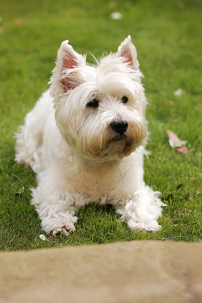 istock White West Highland Terrier lying on the Grass. 177366343