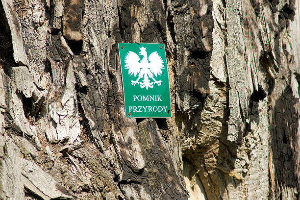 Old linden tree. Protected Natural Heritage in Poland