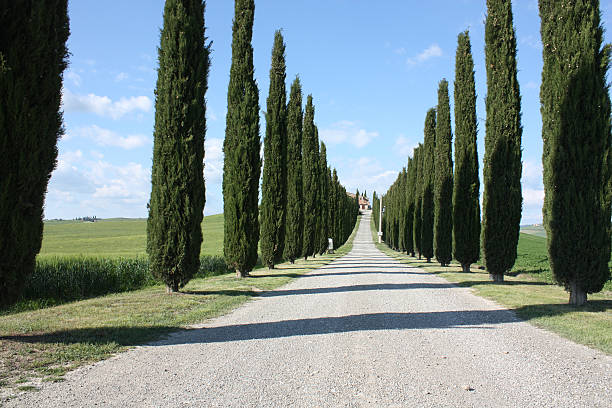 istock Row of Cypresses 177366435
