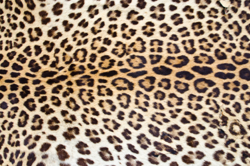 Real tiger fur for background.