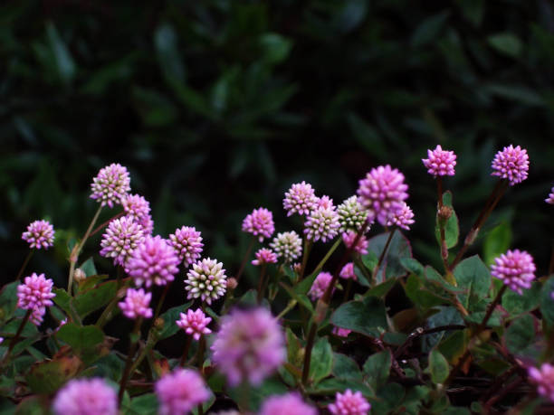 istock beautiful flowers in the garden 1773675224