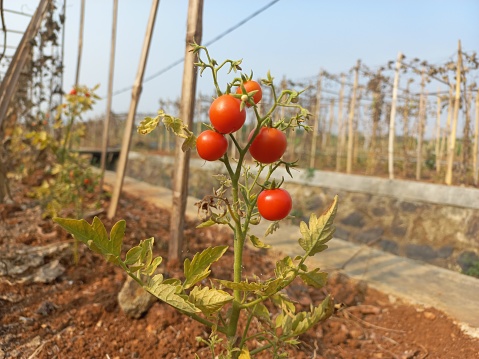 Cherry tomatoes during the dry season