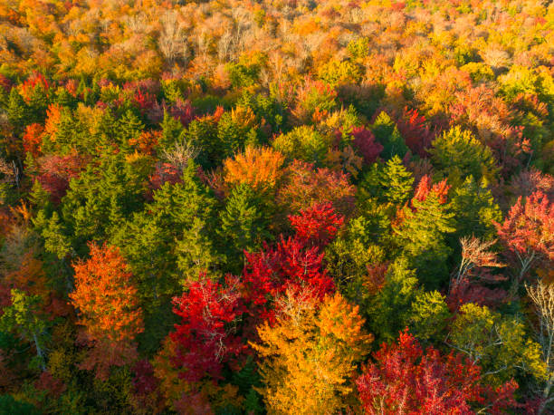istock aerial view of autumn forest under sunlight as design background 1773682146