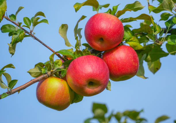 istock organic ripe red apple on the branch in orchard 1773684306