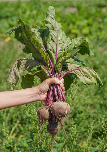 close up on a bunch of beet holding in hand