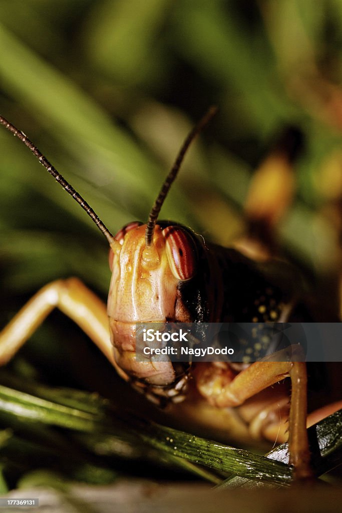 Una locust comer - Foto de stock de Aire libre libre de derechos