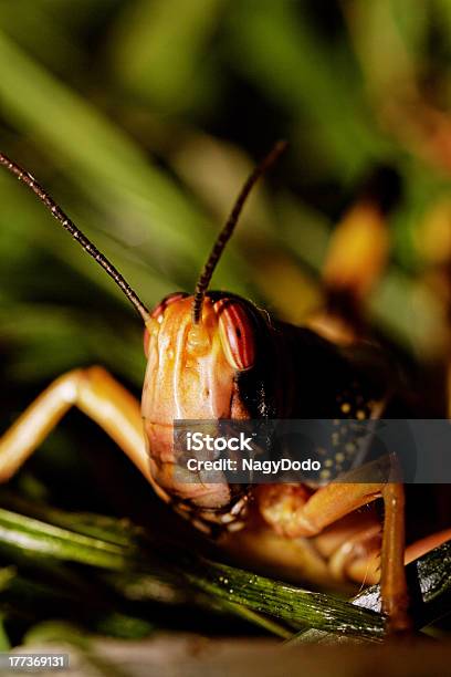 Una Locust Comer Foto de stock y más banco de imágenes de Aire libre - Aire libre, Ala de animal, Animal