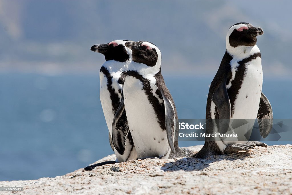 Three African (Jackass) Penguins Three African (Jackass) penguins (Speniscus demersus) sunning themselves on boulders Africa Stock Photo