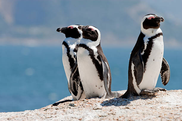 Three African (Jackass) Penguins stock photo