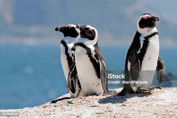 Three African Penguins Stock Photo - Download Image Now - Africa, Animal, Animal Fin