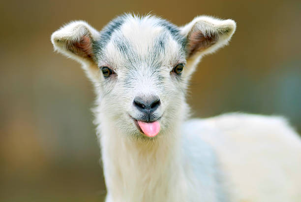 funny goat puts out its tongue funny goat puts out its tongue lamb animal photos stock pictures, royalty-free photos & images